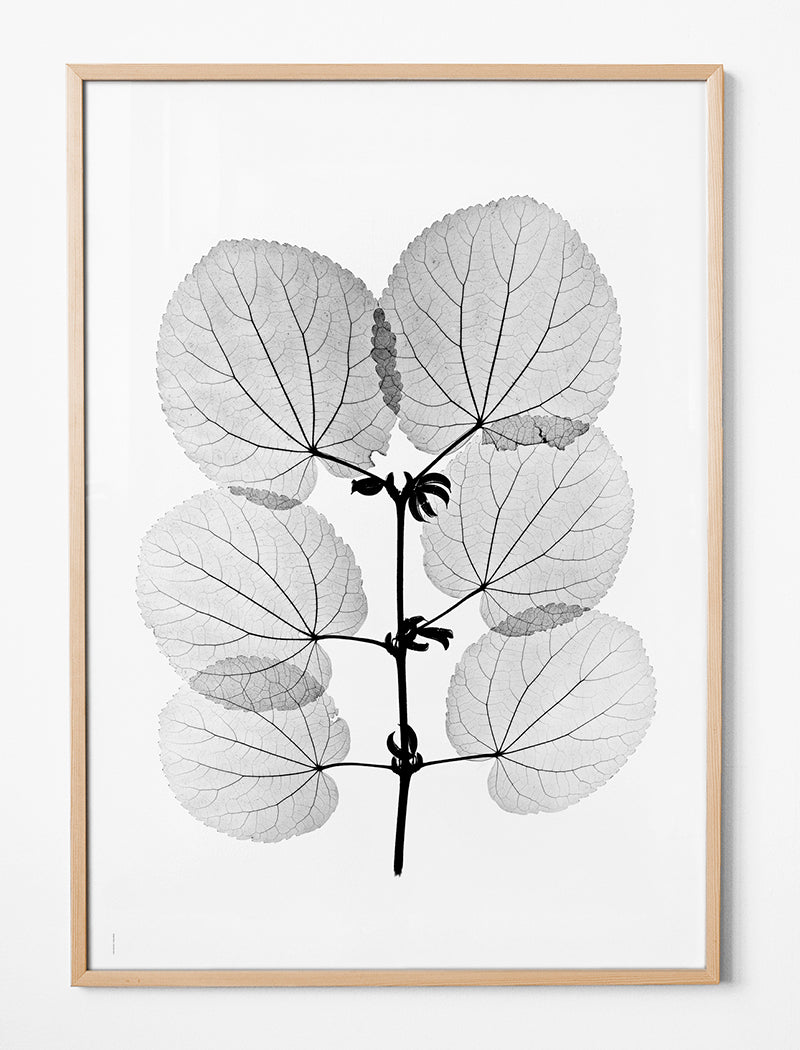 KATSURA POSTER - 70x100 cm