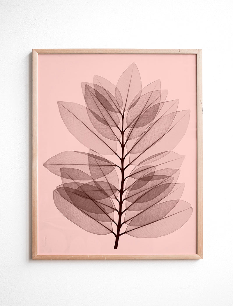 METROSIDEROS EXCELSEA POSTER - 40x50 cm
