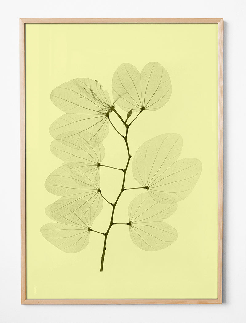 ORKIDEBAUHINIA POSTER - 70x100 cm