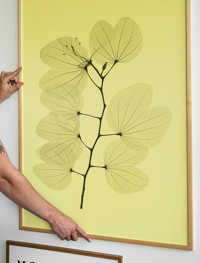 ORKIDEBAUHINIA POSTER - 70x100 cm