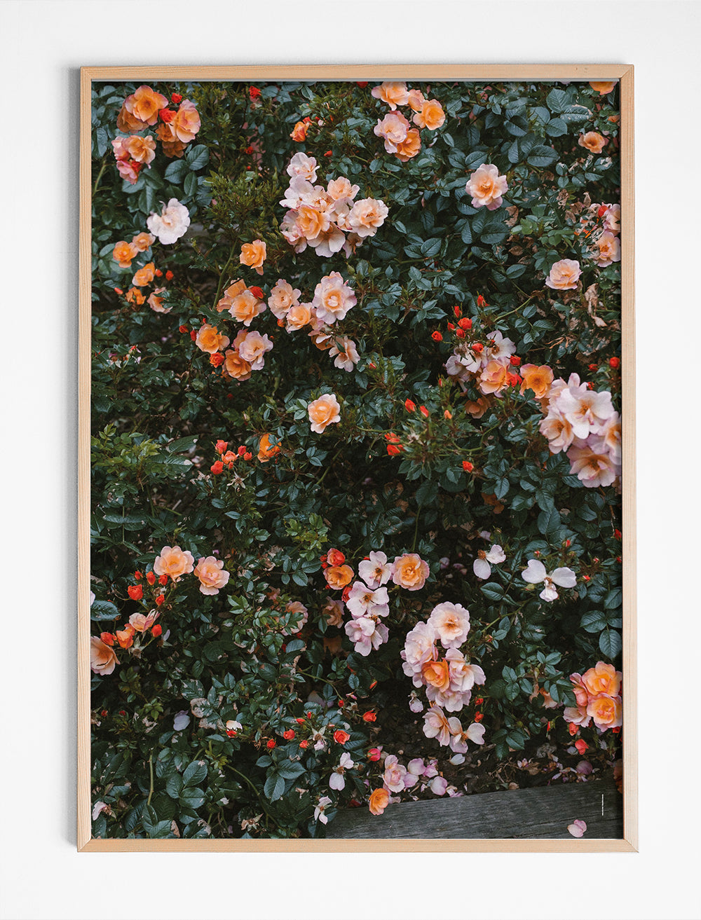 ROSE POSTER - 50x70 cm