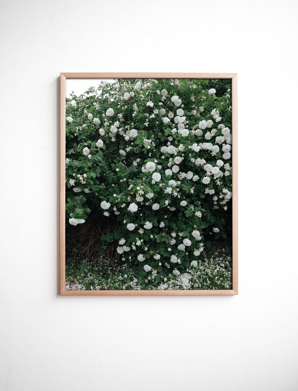 WHITE ROSES POSTER - 40x50 cm