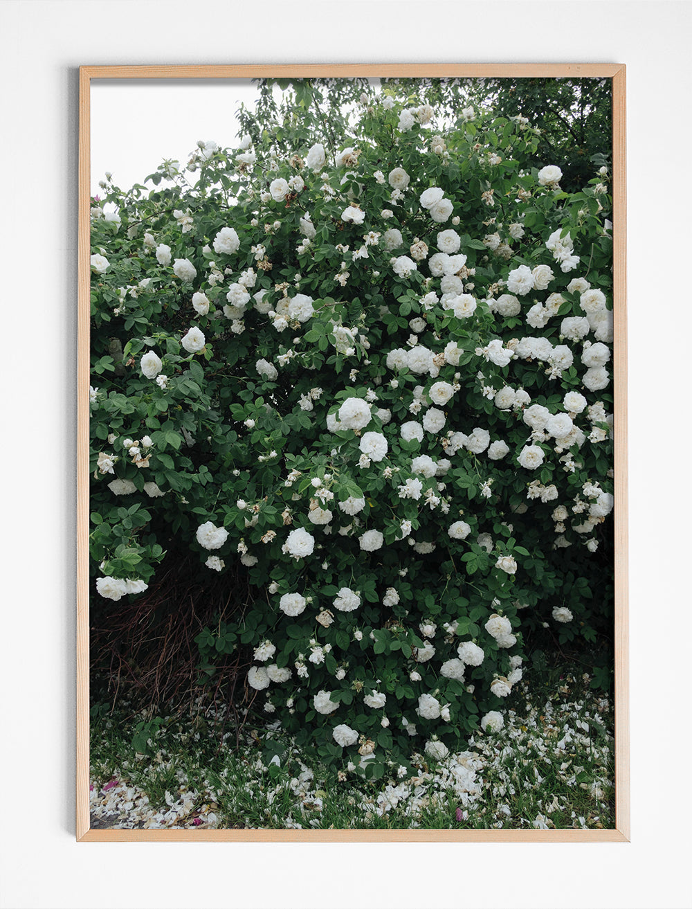WHITE ROSES POSTER - 50x70 cm