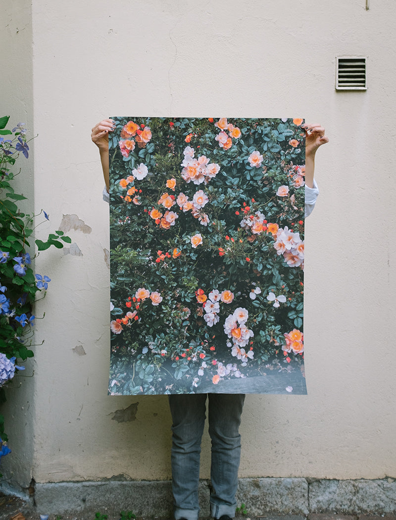 ROSE POSTER - 70x100 cm
