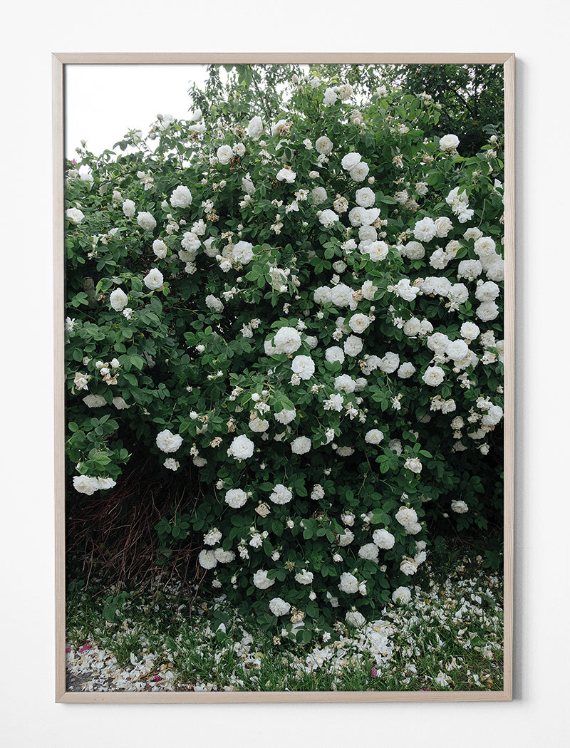WHITE ROSES POSTER - 70x100 cm